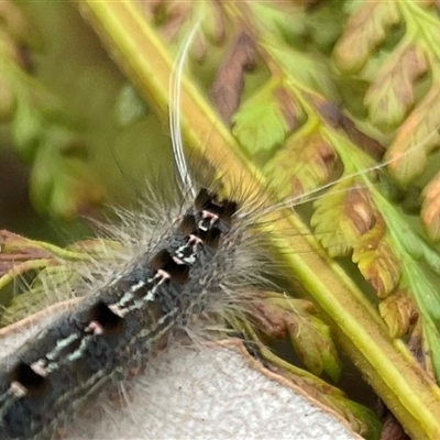 Unidentified Insect at Dunbogan, NSW - 8 Nov 2024 by Nette