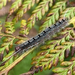 Lepidoptera unclassified IMMATURE at Dunbogan, NSW - 9 Nov 2024