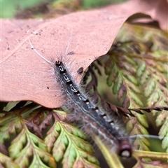 Lepidoptera unclassified IMMATURE moth at Dunbogan, NSW - 9 Nov 2024