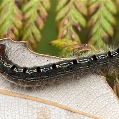 Lepidoptera unclassified IMMATURE at Dunbogan, NSW - 9 Nov 2024