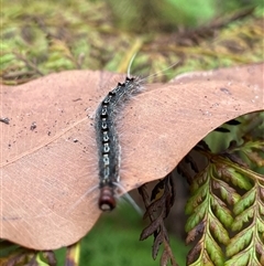 Lepidoptera unclassified IMMATURE moth at Dunbogan, NSW - 9 Nov 2024