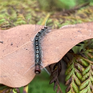 Lepidoptera unclassified IMMATURE moth at Dunbogan, NSW - 9 Nov 2024