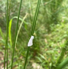 Tipanaea patulella (The White Crambid moth) at Dunbogan, NSW - 9 Nov 2024 by Nette