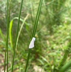 Unidentified Moth (Lepidoptera) at Dunbogan, NSW - 8 Nov 2024 by Nette