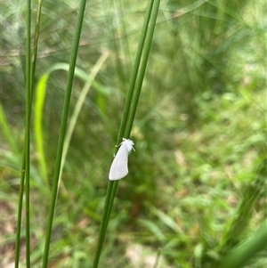 Tipanaea patulella at Dunbogan, NSW - 9 Nov 2024 10:19 AM