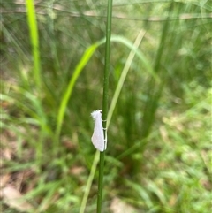 Tipanaea patulella at Dunbogan, NSW - 9 Nov 2024 10:19 AM