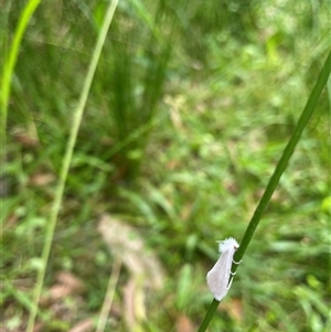 Tipanaea patulella at Dunbogan, NSW - 9 Nov 2024 10:19 AM