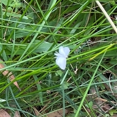 Tipanaea patulella at Dunbogan, NSW - 9 Nov 2024 10:19 AM