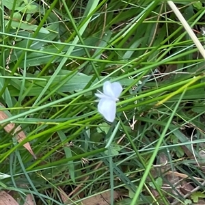 Tipanaea patulella at Dunbogan, NSW - 9 Nov 2024 10:19 AM
