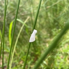 Tipanaea patulella at Dunbogan, NSW - 9 Nov 2024 10:19 AM