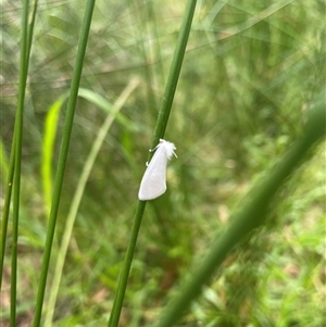 Tipanaea patulella at Dunbogan, NSW - 9 Nov 2024 10:19 AM