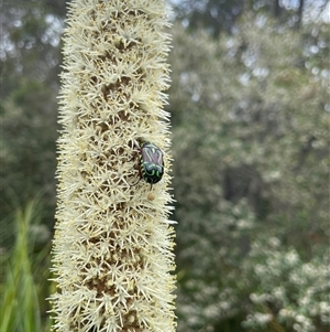 Eupoecila australasiae at Dunbogan, NSW - 9 Nov 2024