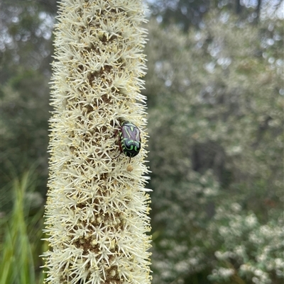 Eupoecila australasiae (Fiddler Beetle) at Dunbogan, NSW - 9 Nov 2024 by Nette