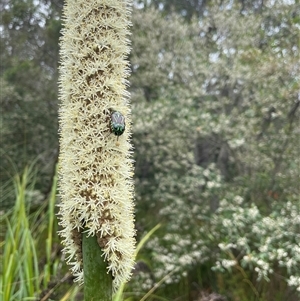 Eupoecila australasiae at Dunbogan, NSW - 9 Nov 2024