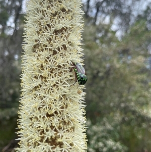 Eupoecila australasiae at Dunbogan, NSW - 9 Nov 2024