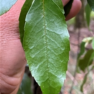 Aphanopetalum resinosum (Gum Vine) at Coolagolite, NSW by timharmony