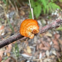 Unidentified Fungus at Dunbogan, NSW - 8 Nov 2024 by Nette