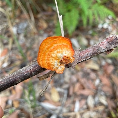 Unidentified Fungus at Dunbogan, NSW - 8 Nov 2024 by Nette