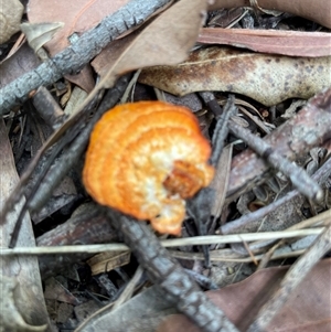 Trametes (old Pycnoporus sp.) at Dunbogan, NSW - 9 Nov 2024