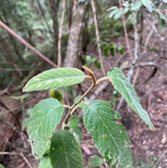 Unidentified Other Shrub at Coolagolite, NSW - 6 Nov 2024 by timharmony