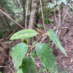 Pomaderris aspera (Hazel Pomaderris) at Coolagolite, NSW by timharmony