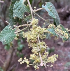 Pomaderris aspera at Coolagolite, NSW - 6 Nov 2024