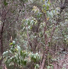 Pomaderris aspera at Coolagolite, NSW - 6 Nov 2024 04:31 PM