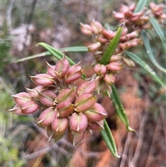 Unidentified Other Shrub at Dunbogan, NSW - 8 Nov 2024 by Nette