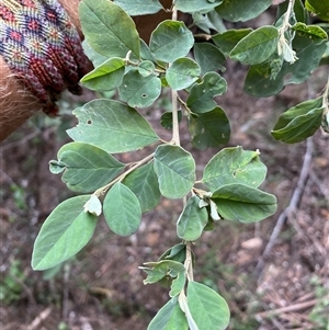 Pomaderris cinerea at Coolagolite, NSW - 6 Nov 2024