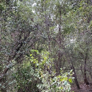 Pomaderris cinerea at Coolagolite, NSW - 6 Nov 2024