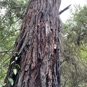 Eucalyptus bridgesiana at Coolagolite, NSW by timharmony