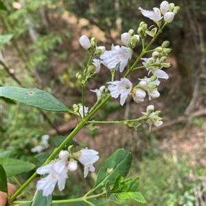 Prostanthera lasianthos at Coolagolite, NSW - 6 Nov 2024