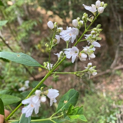 Prostanthera lasianthos (Victorian Christmas Bush) at Coolagolite, NSW - 6 Nov 2024 by timharmony