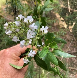 Prostanthera lasianthos at Coolagolite, NSW - 6 Nov 2024 04:49 PM