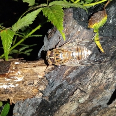 Henicopsaltria eydouxii (Razor Grinder) at Upper Pappinbarra, NSW - 22 Nov 2024 by Brouhaha