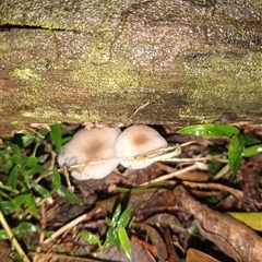 Unidentified Fungus at Upper Pappinbarra, NSW - 21 Nov 2024 by Brouhaha