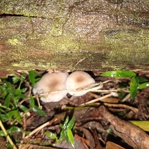 Mycena sp. (Mycena) at Upper Pappinbarra, NSW by Brouhaha