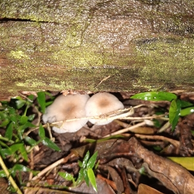 Mycena sp. (genus) (Mycena) at Upper Pappinbarra, NSW - 22 Nov 2024 by Brouhaha