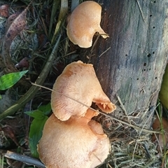 Unidentified Fungus at Upper Pappinbarra, NSW - 21 Nov 2024 by Brouhaha