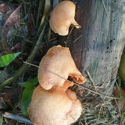 Unidentified Fungus at Upper Pappinbarra, NSW - 21 Nov 2024 by Brouhaha