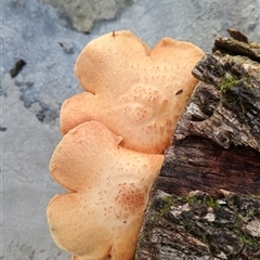 Unidentified Fungus at Upper Pappinbarra, NSW - 20 Nov 2024 by Brouhaha