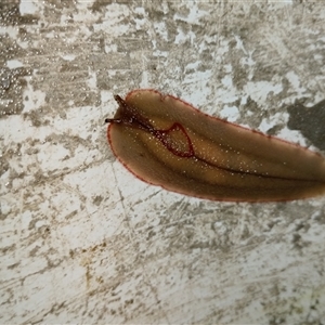 Triboniophorus graeffei (Red Triangle Slug) at Upper Pappinbarra, NSW by Brouhaha