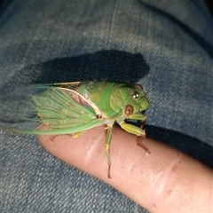 Unidentified Cicada (Hemiptera, Cicadoidea) at Upper Pappinbarra, NSW - 11 Nov 2024 by Brouhaha