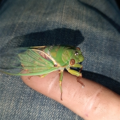 Unidentified Cicada (Hemiptera, Cicadoidea) at Upper Pappinbarra, NSW - 11 Nov 2024 by Brouhaha