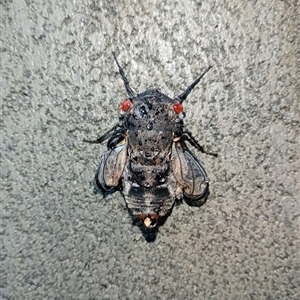 Psaltoda moerens at Upper Pappinbarra, NSW - 12 Nov 2024 06:32 AM