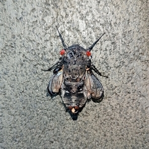 Psaltoda moerens (Redeye cicada) at Upper Pappinbarra, NSW by Brouhaha