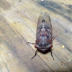 Unidentified Cicada (Hemiptera, Cicadoidea) at Upper Pappinbarra, NSW - 11 Nov 2024 by Brouhaha