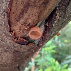 Unidentified Fungus at Upper Pappinbarra, NSW - 9 Nov 2024 by Brouhaha