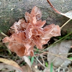 Unidentified Fungus at Upper Pappinbarra, NSW - 10 Nov 2024 by Brouhaha