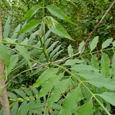 Unverified Plant at Upper Pappinbarra, NSW - 10 Nov 2024 by Brouhaha